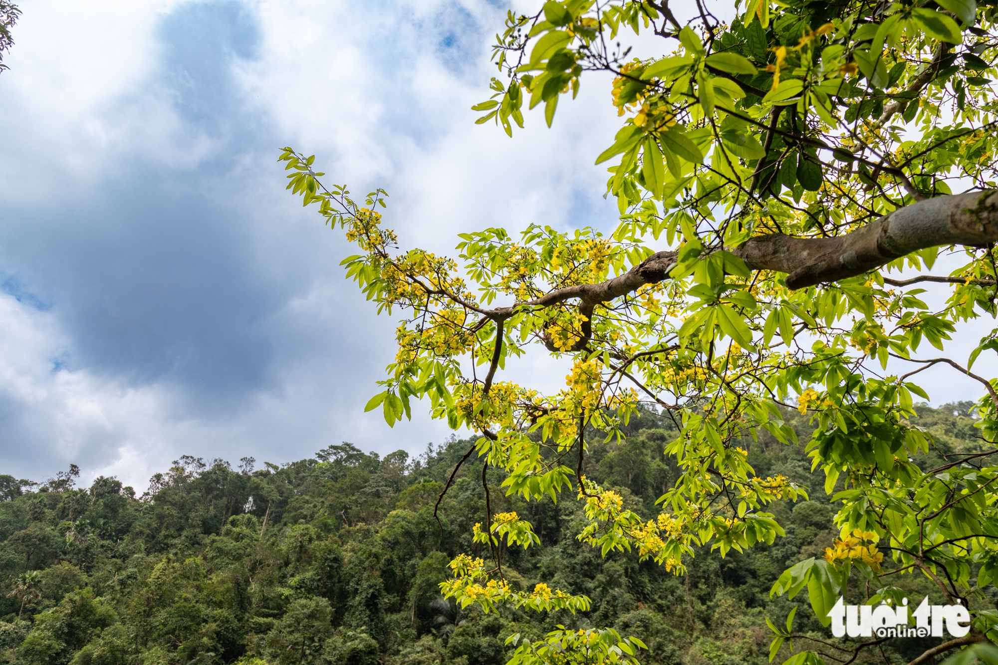 Lạc giữa rừng mai vàng cổ thụ trăm tuổi ở đại ngàn Quảng Trị 4 mai rừng - Ảnh 4.