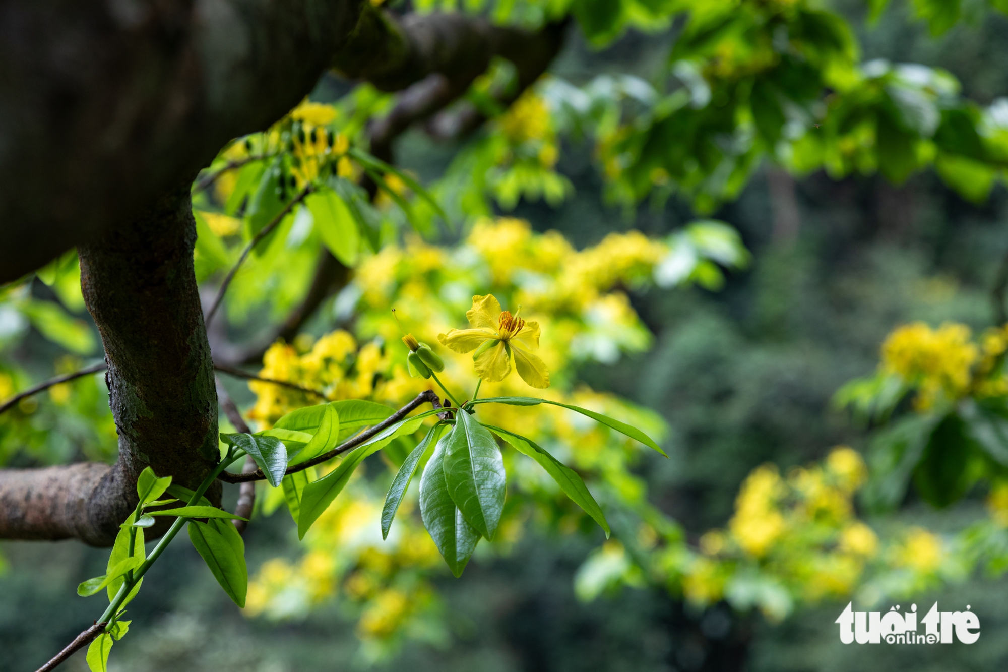 Lạc giữa rừng mai vàng cổ thụ trăm tuổi ở đại ngàn Quảng Trị 6 Lạc giữa rừng mai vàng cổ thụ trăm tuổi ở đại ngàn Quảng Trị - Ảnh 6.