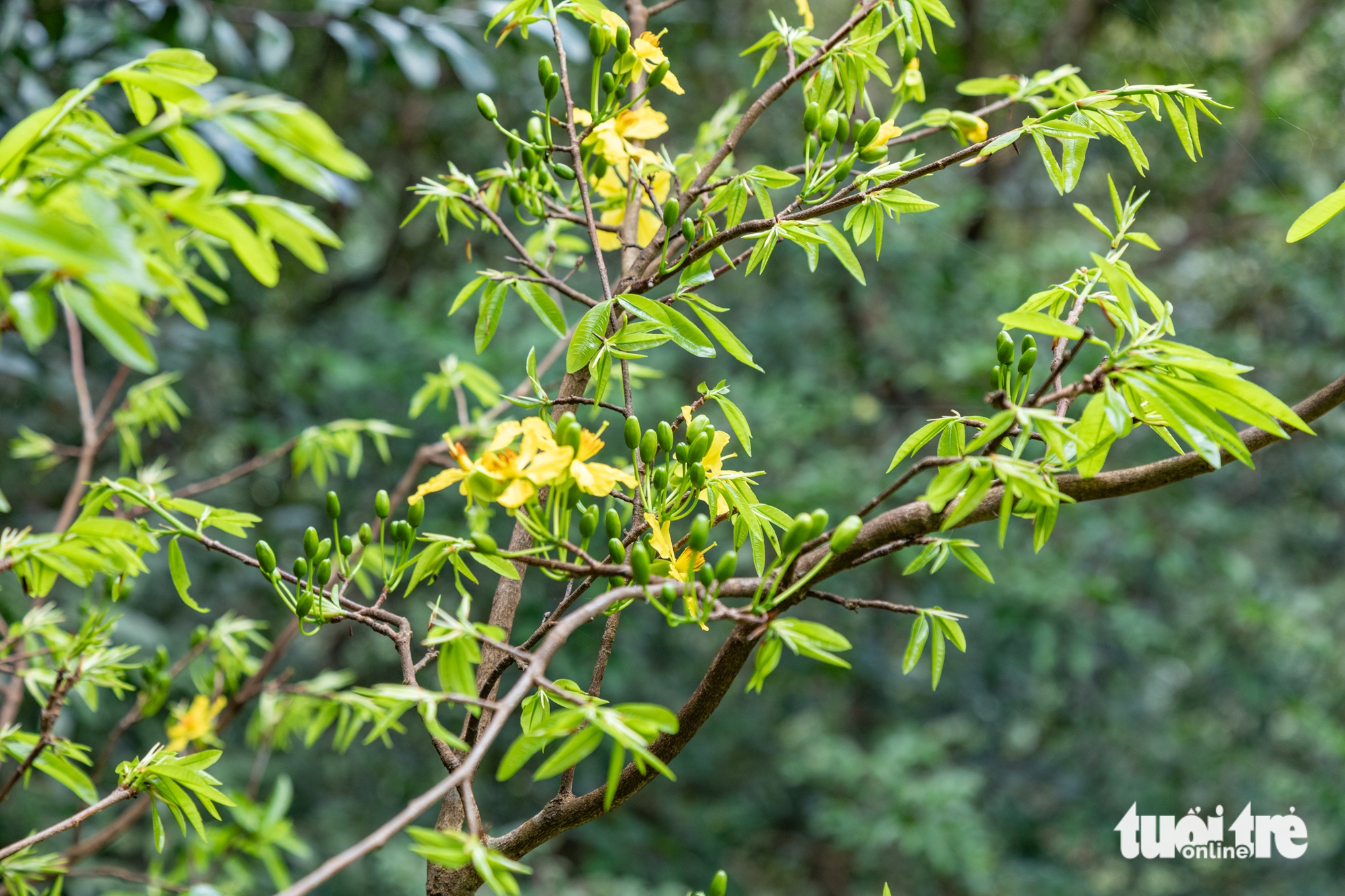 Lạc giữa rừng mai vàng cổ thụ trăm tuổi ở đại ngàn Quảng Trị 7 mai rừng - Ảnh 7.