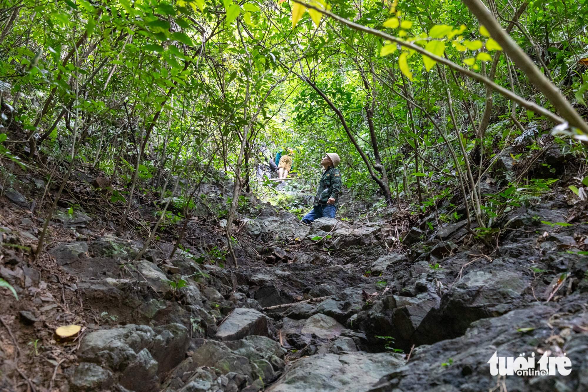 Lạc giữa rừng mai vàng cổ thụ trăm tuổi ở đại ngàn Quảng Trị 8 mai rừng - Ảnh 8.