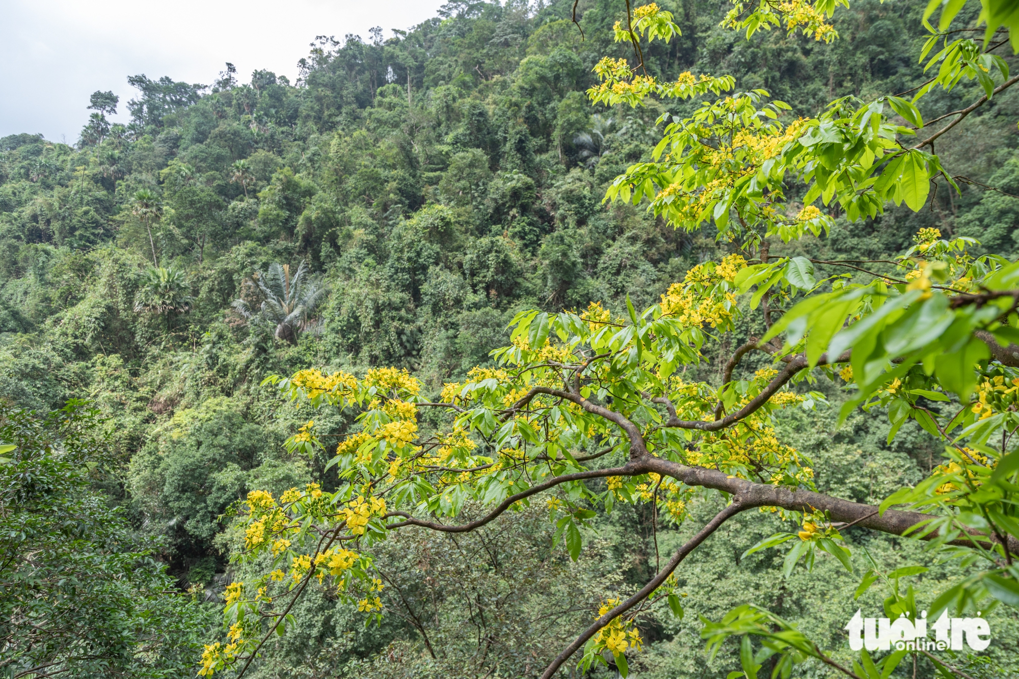 Lạc giữa rừng mai vàng cổ thụ trăm tuổi ở đại ngàn Quảng Trị 9 mai rừng - Ảnh 9.