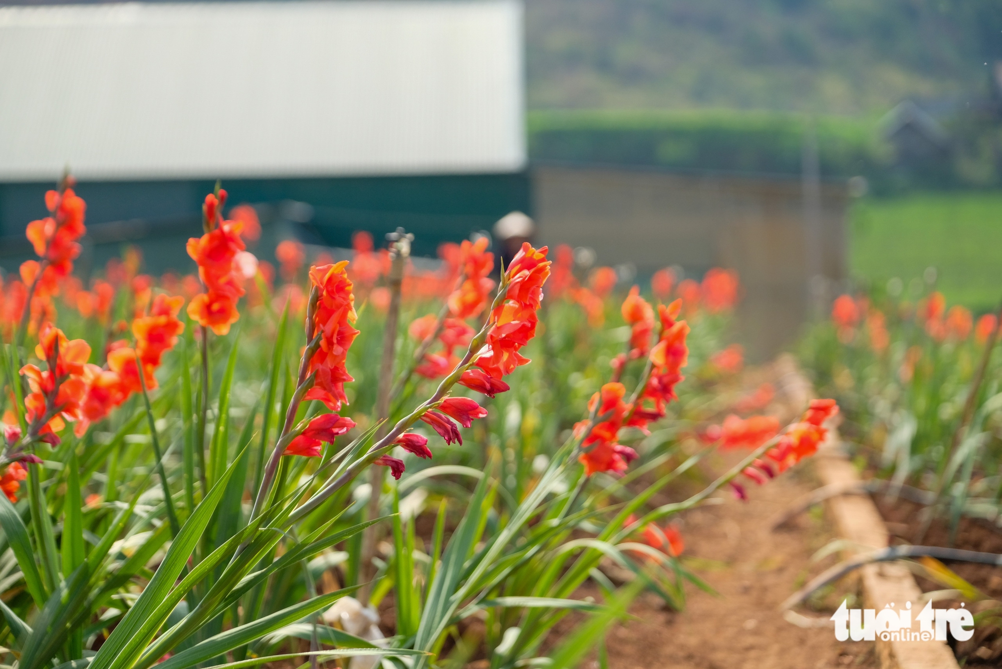 Hoa lay ơn nở trễ, nhà vườn vùng Đà Lạt nhổ bỏ cả cánh đồng - Ảnh 3.
