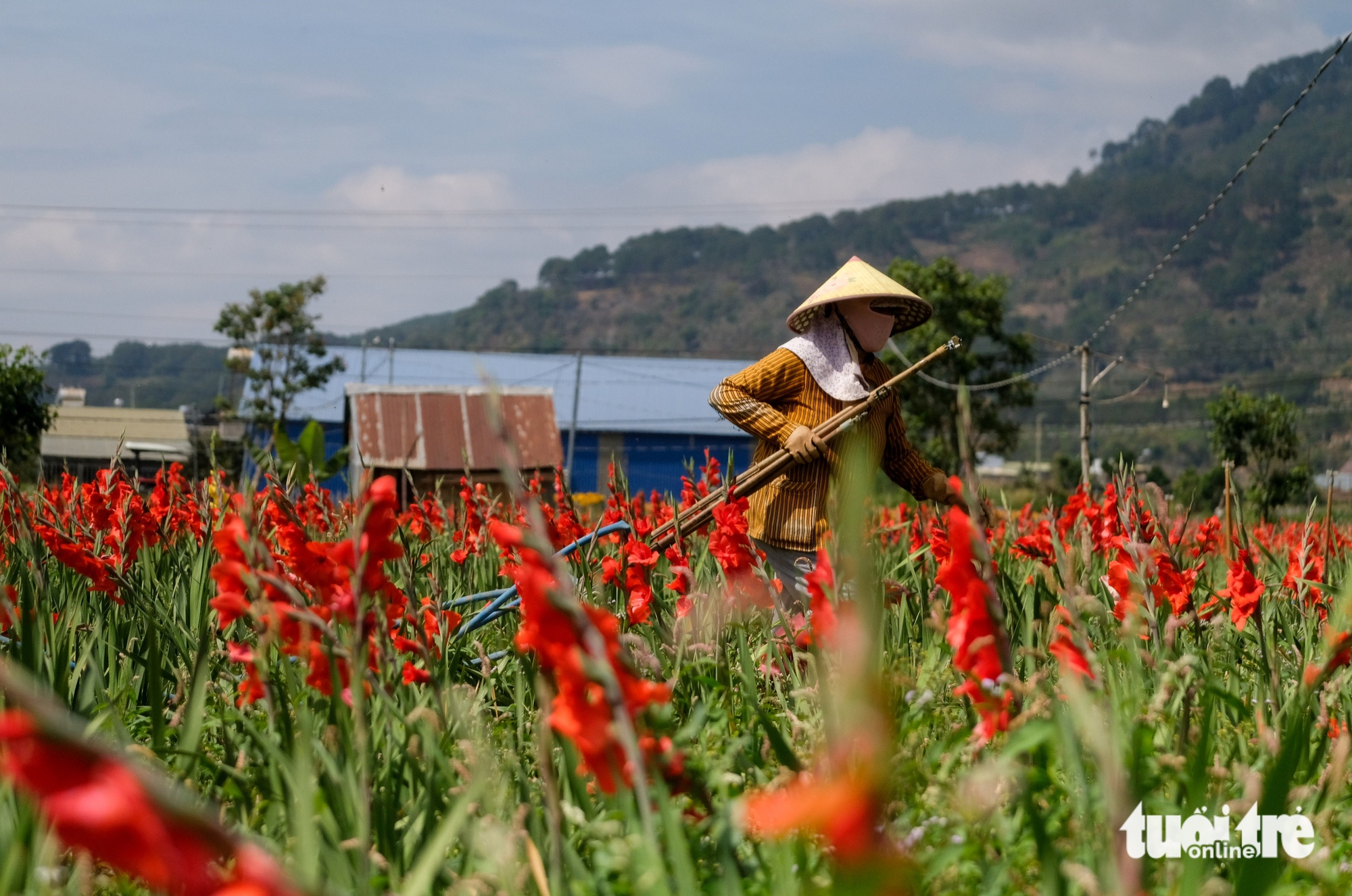 Hoa lay ơn nở trễ, nhà vườn vùng Đà Lạt nhổ bỏ cả cánh đồng - Ảnh 4.