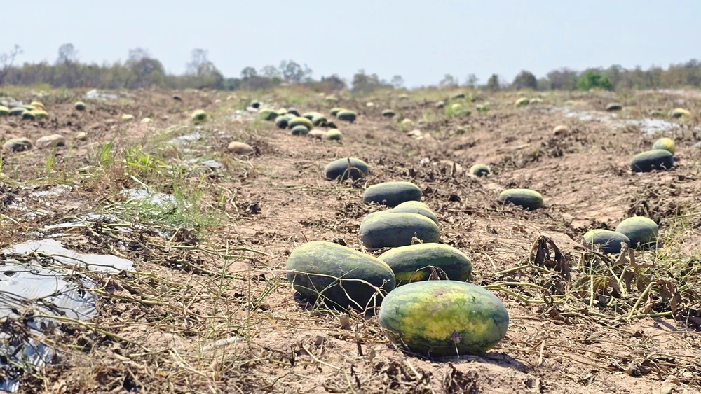 500 sào dưa hấu ở Gia Lai vứt đầy đồng vì bên mua và bên bán không tìm được tiếng nói chung, trong khi bên mua đã đưa trước cho bên bán 7,5 tỉ đồng. Ảnh: LÊ KIẾN dưa hấu