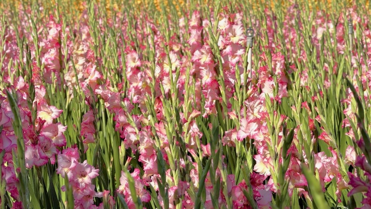 Đồng lay ơn nở muộn trở thành điểm check-in hot 'không ngờ' - 4