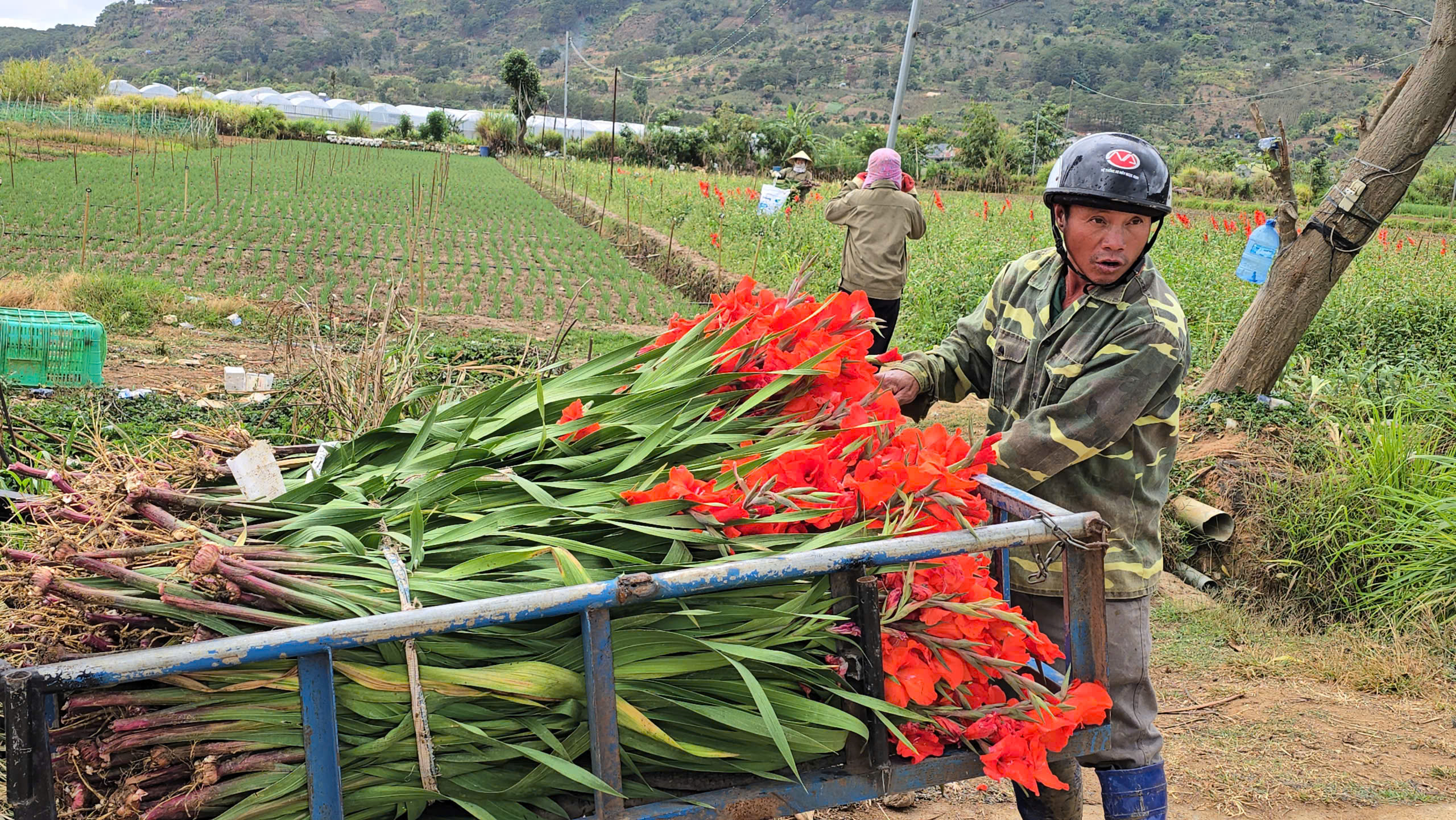 Nông dân Hiệp Thạnh thất thu vì hoa lay ơn nở muộn sau Tết Bính Ngọ 2026 - Ảnh 2.