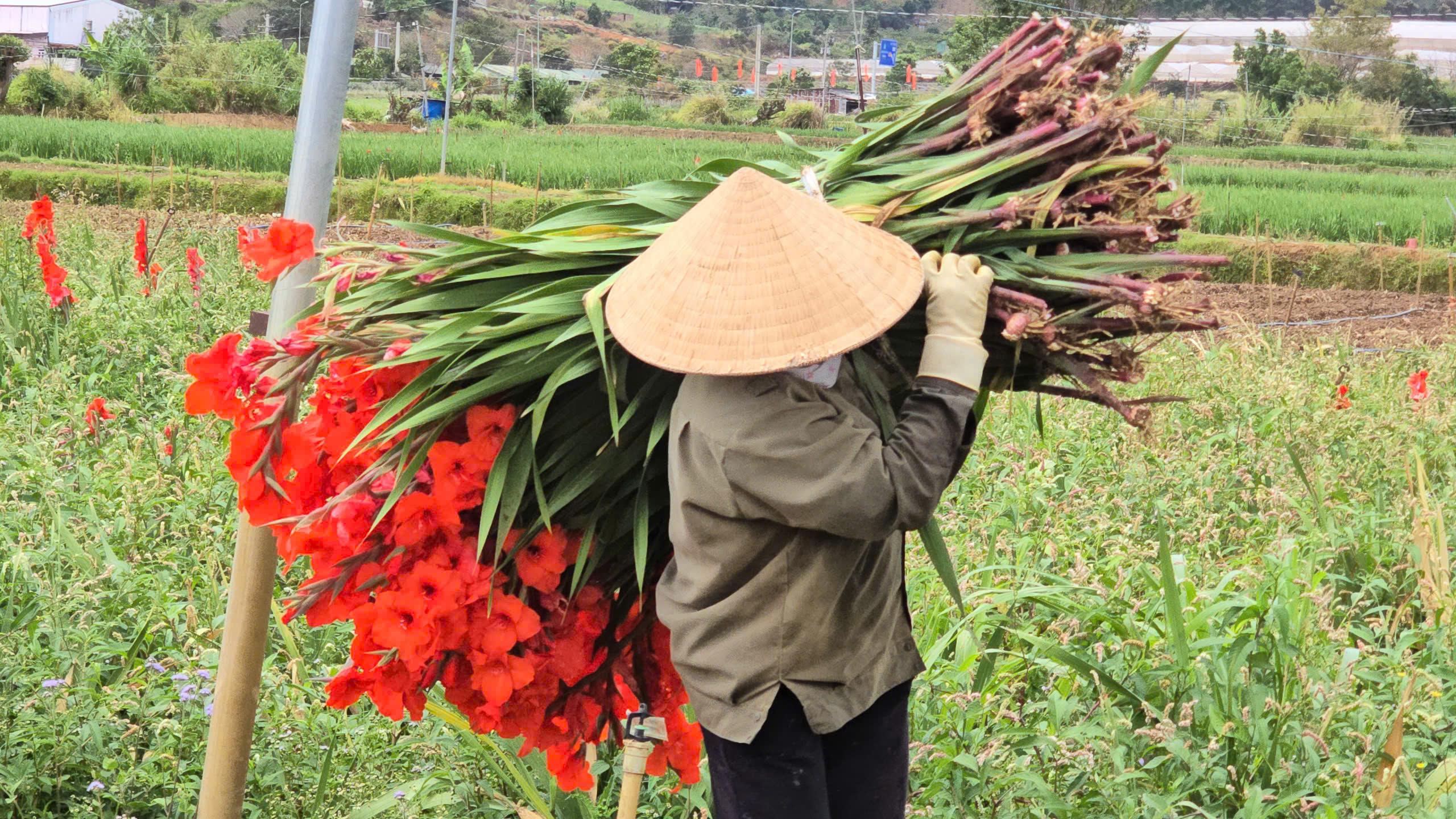 Nông dân Hiệp Thạnh thất thu vì hoa lay ơn nở muộn sau Tết Bính Ngọ 2026 - Ảnh 4.