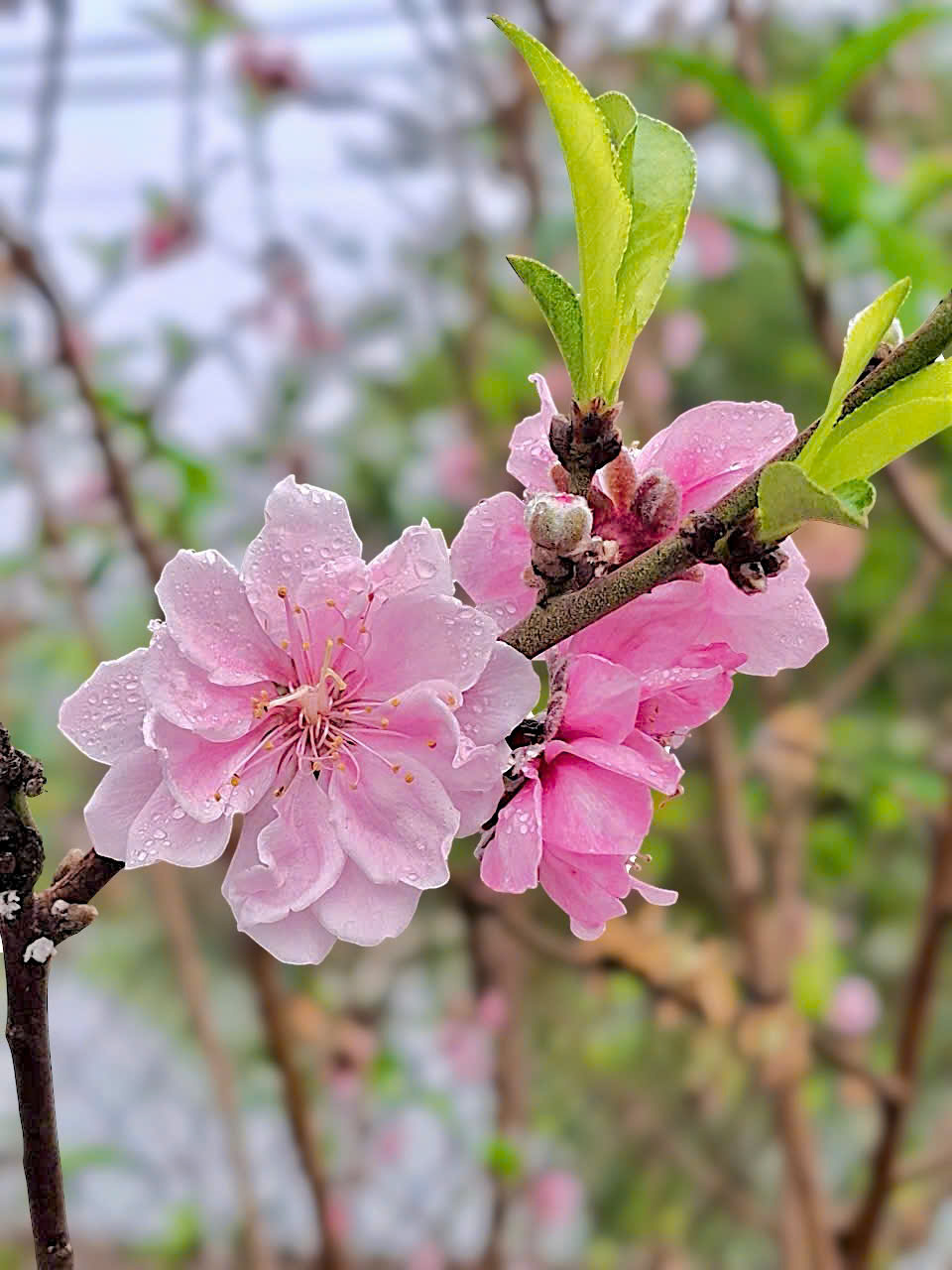 Từ nỗi lo ‘nghiện’ điện thoại, cô giáo Nha Trang tạo cuộc thi ảnh Tết kéo học sinh gần lại gia đình 2 Nha Trang - Ảnh 3.