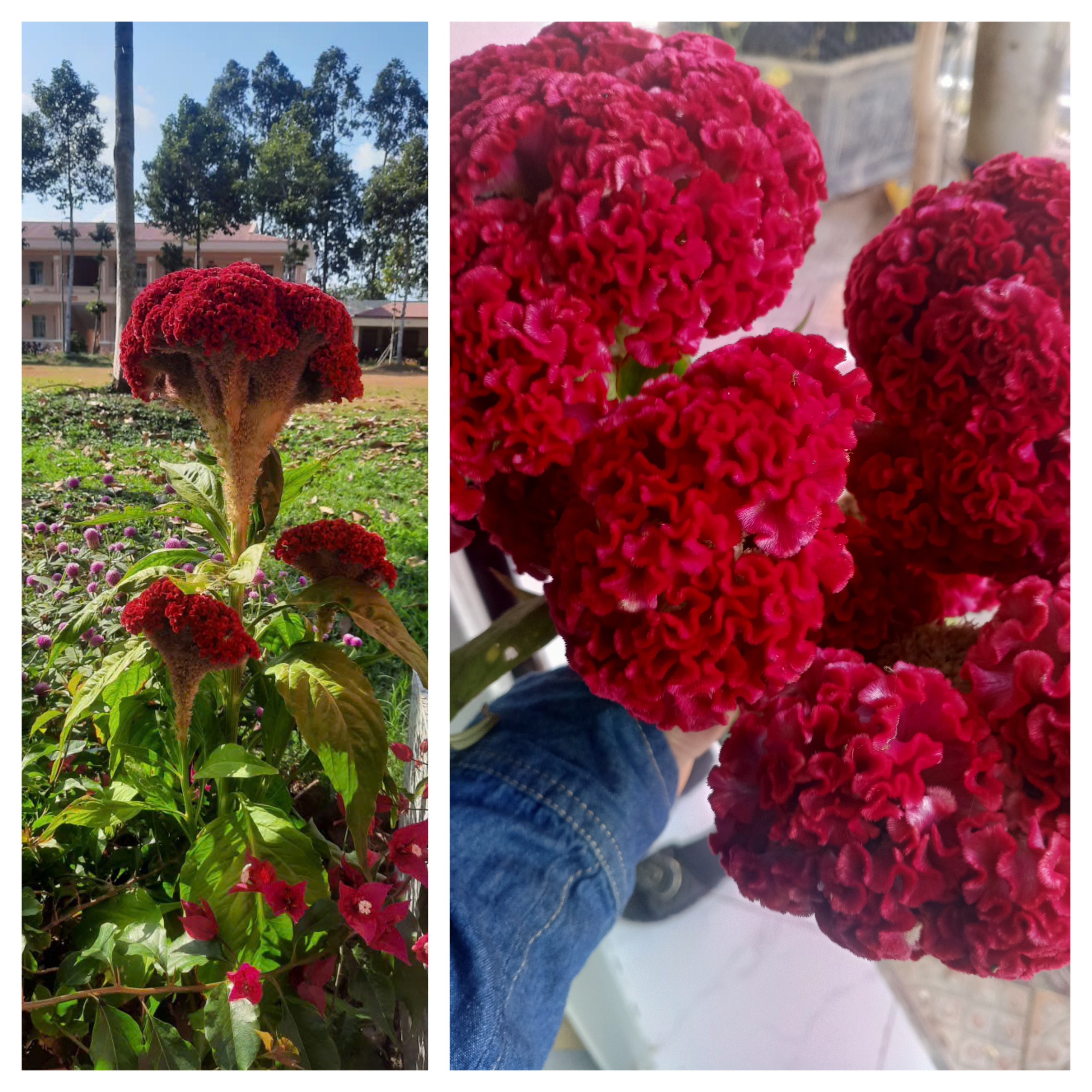 20 năm qua tôi đều nhận được chậu hoa mào gà lung linh dịp Tết 1 20 năm qua tôi đều nhận được chậu hoa mào gà lung linh dịp Tết - Ảnh 1.