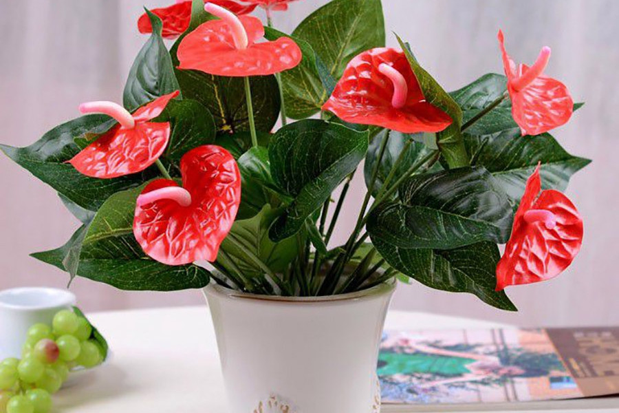 3 loại cây 'giữ của', 'hút' tài lộc nên trồng trong năm Bính Ngọ- Ảnh 1.