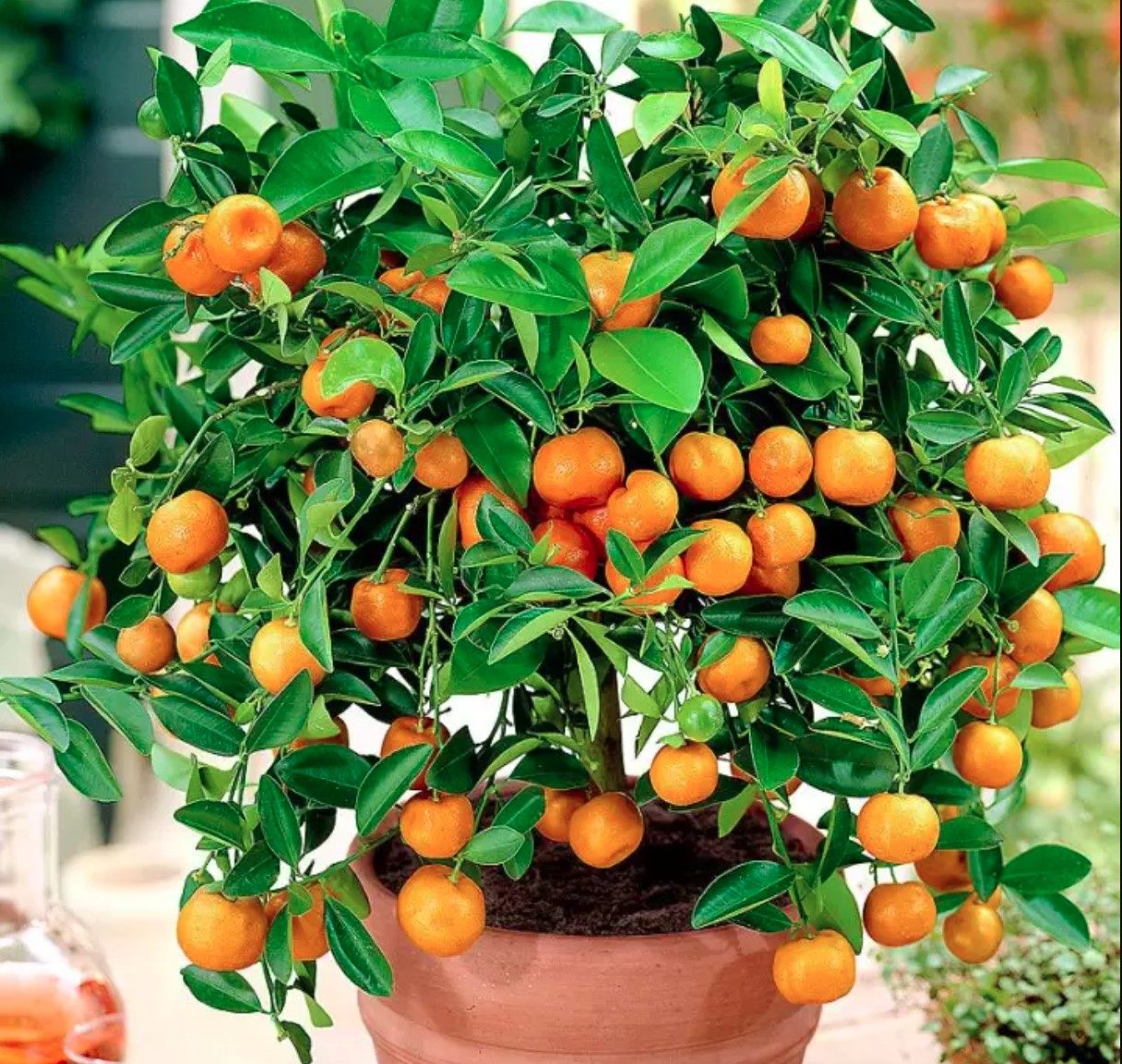 3 loại cây 'giữ của', 'hút' tài lộc nên trồng trong năm Bính Ngọ- Ảnh 3.