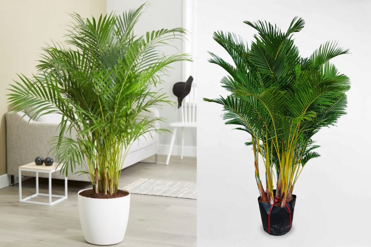 3 loại cây nên trồng trước cổng nhà năm Bính Ngọ để đón tài lộc, vượng khí- Ảnh 1.