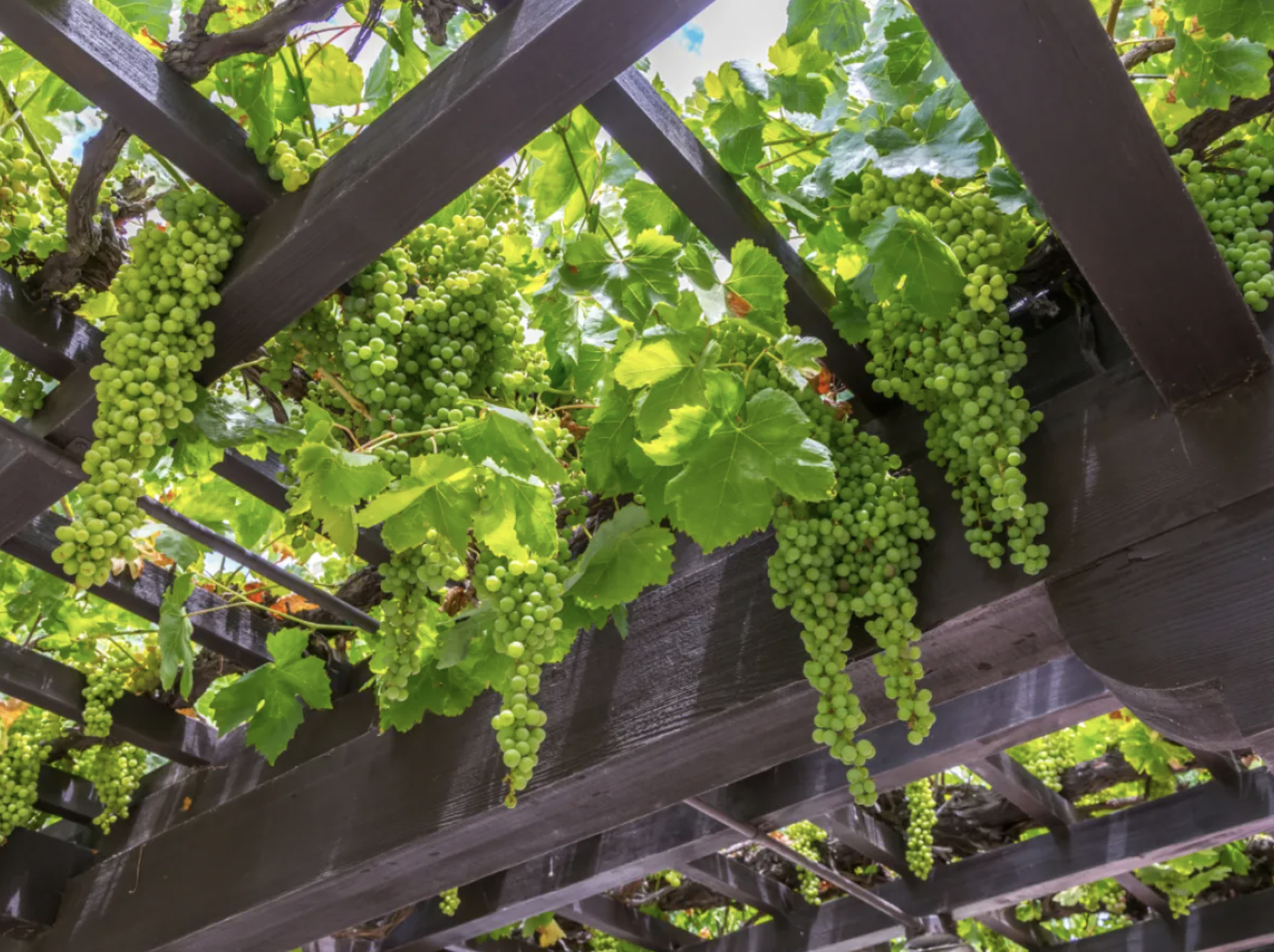 3 loại cây nên trồng trước cổng nhà năm Bính Ngọ để đón tài lộc, vượng khí- Ảnh 2.