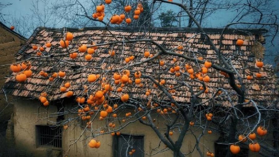 3 loại cây trồng năm Bính Ngọ mang lộc vào nhà, là thuốc dùng quanh năm- Ảnh 1.