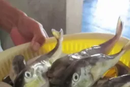 Gia đình 4 người bị ngộ độc khi ăn cá nóc, một người hôn mê sâu