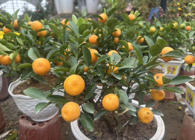 Cây quất là hình ảnh không thể thiếu trong mỗi gia đình dịp Tết, đại diện cho sự sung túc, may mắn và ấm no. Ảnh: Hoàng Linh
