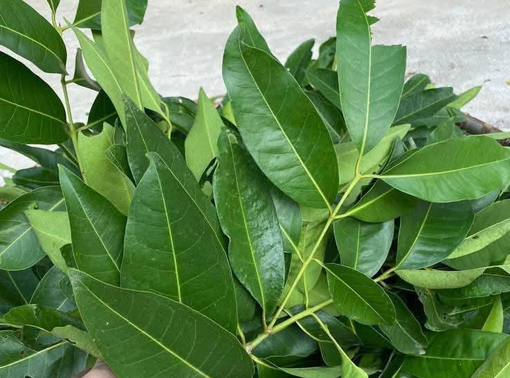 Lá vối có thể nấu lấy nước uống, tốt cho sức khỏe. Ảnh: Huệ Chi. 