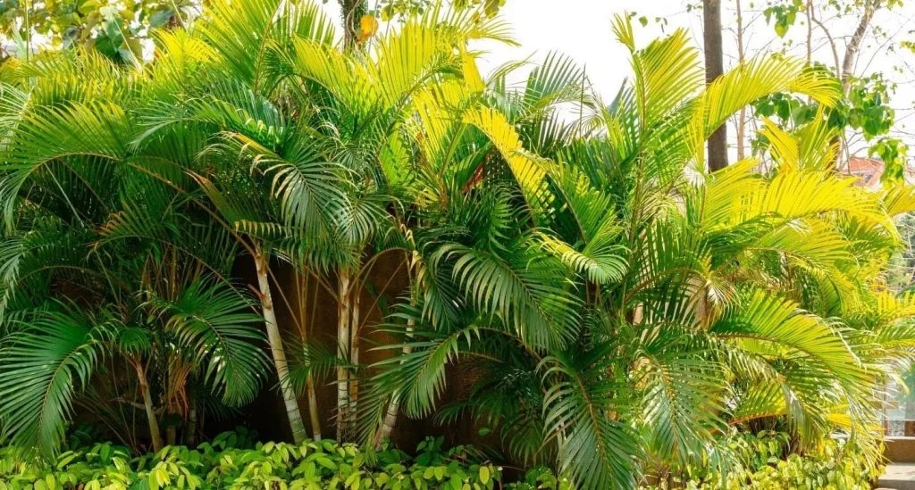 5 loại cây đặt trong nhà ngày Tết sạch không khí, đón tài lộc, tăng tuổi thọ- Ảnh 1.