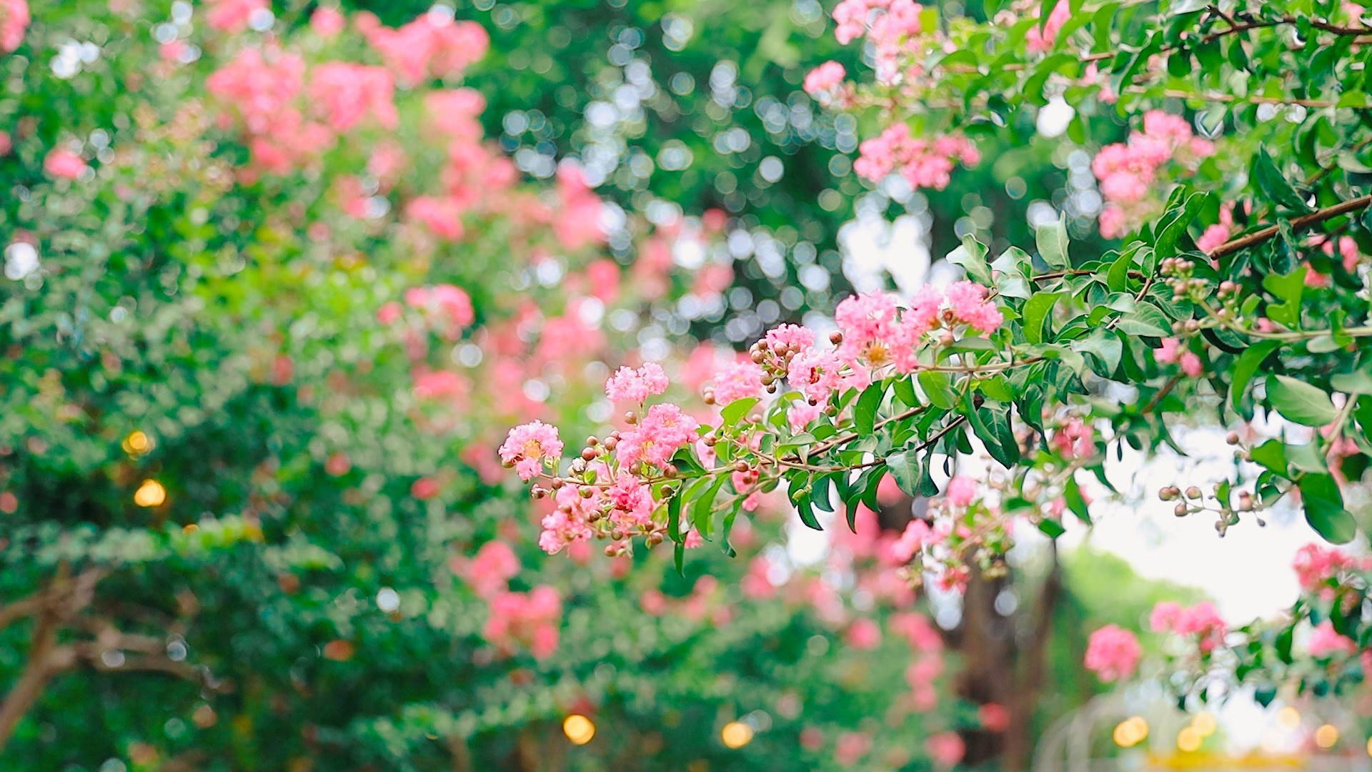 5 loại cây nên trồng trong nhà vào ngày vía Thần Tài- Ảnh 2.