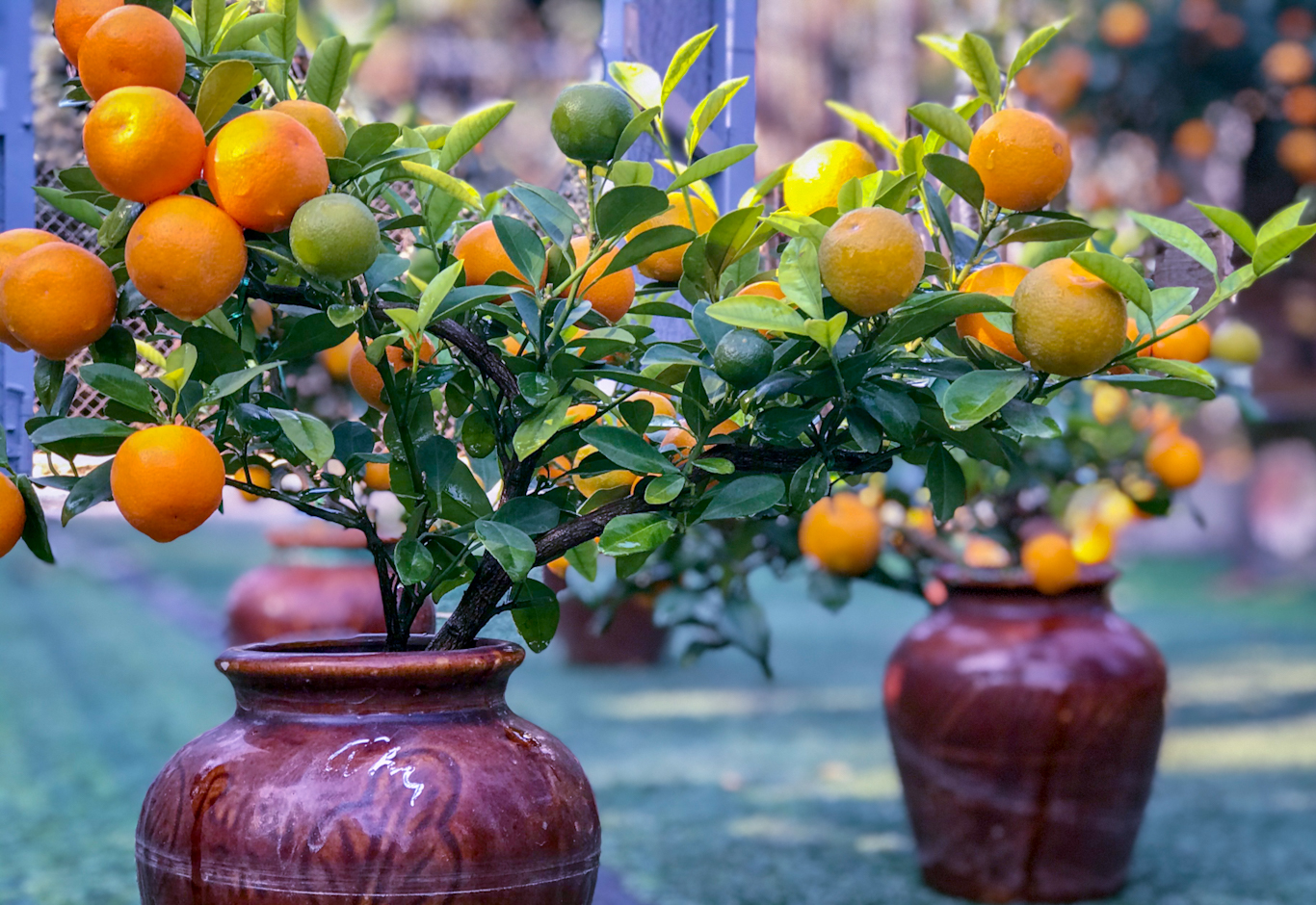 5 loại cây nên trồng trong nhà vào ngày vía Thần Tài- Ảnh 1.