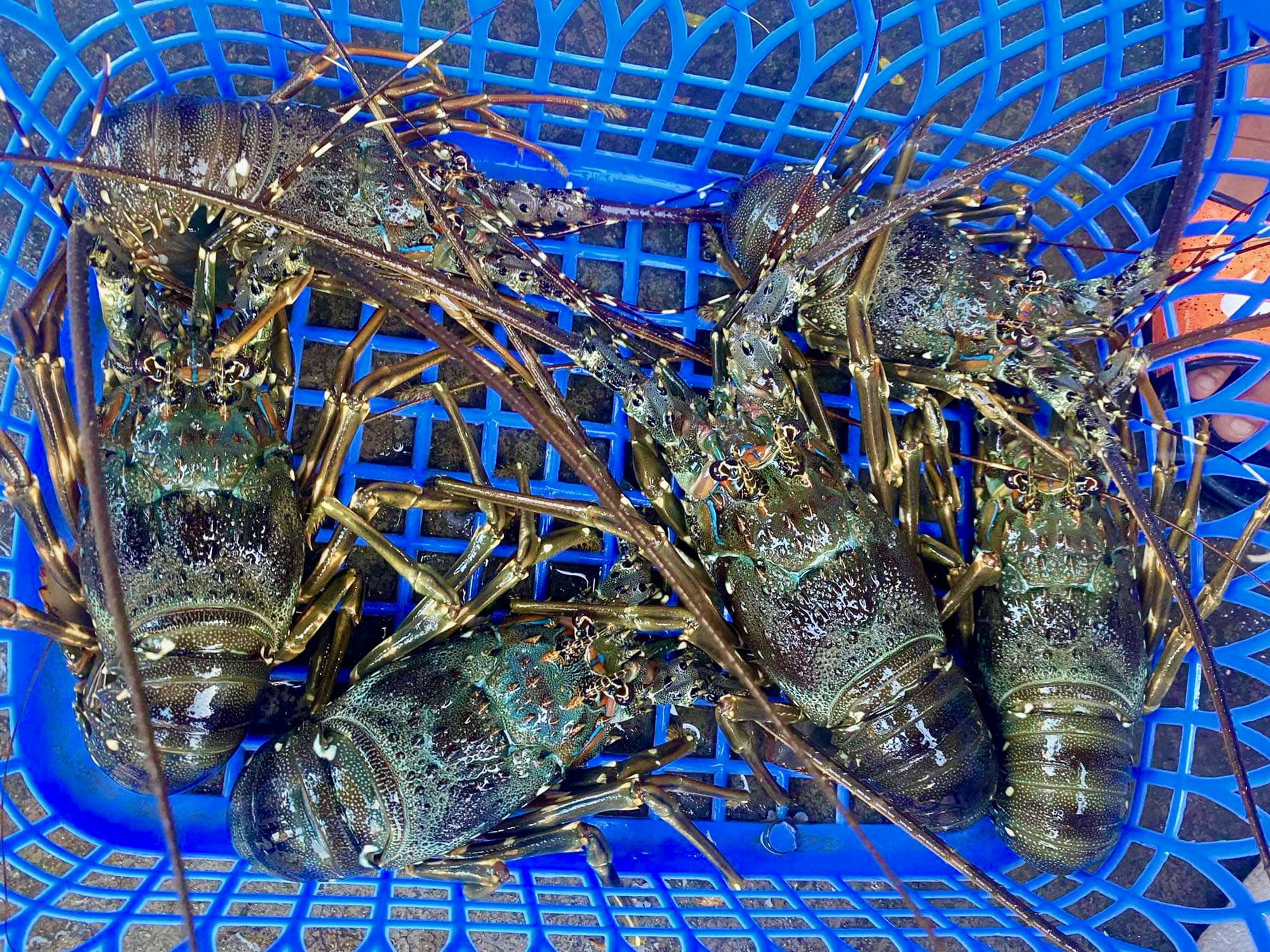 5 yếu tố giúp tôm hùm Việt Nam vượt qua Canada, Mỹ để chiếm lĩnh thị trường Trung Quốc 1 tôm hùm - Ảnh 1.