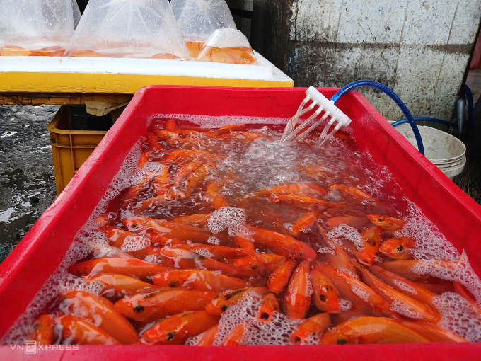 9h sáng ngày 10/2 (23 tháng chạp) chậu cá chép tại chợ Xóm Mới vẫn không mấy khách mua. Ảnh: Thi Hà