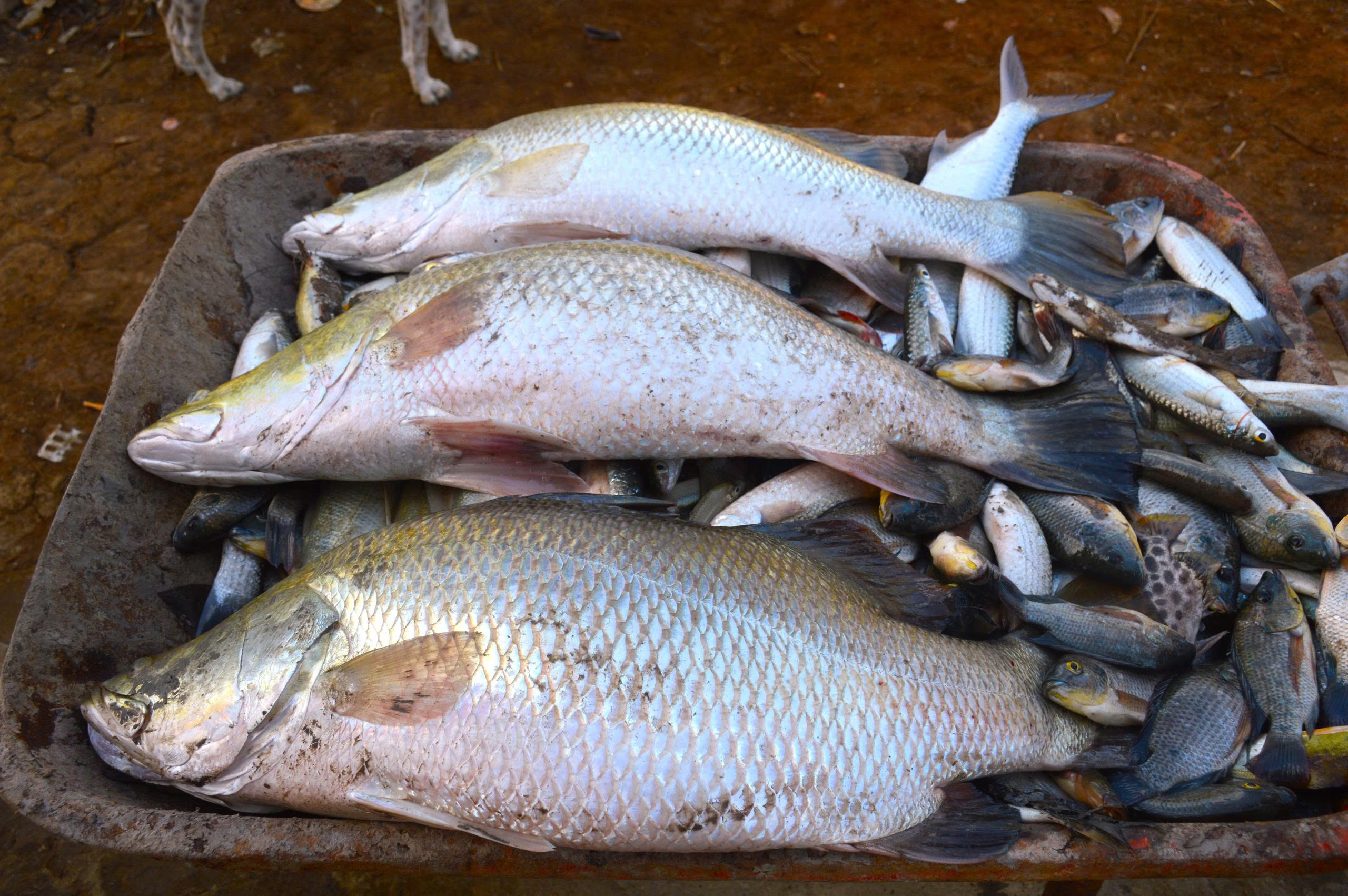 cá chẽm - Ảnh 1.