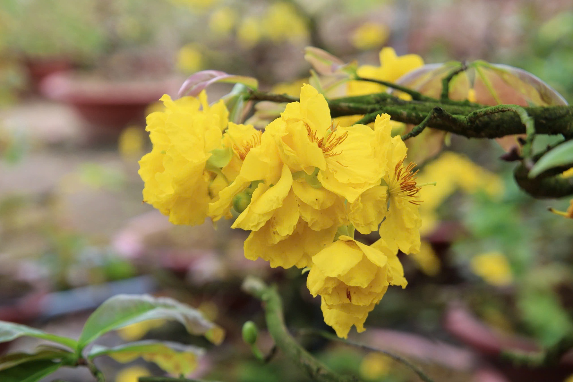 Bất ngờ với giống hoa Tết có tới hàng chục cánh, được giới sành chơi đặc biệt săn đón- Ảnh 1. Bất ngờ với giống hoa Tết có tới hàng chục cánh, được giới sành chơi đặc biệt săn đón- Ảnh 1.
