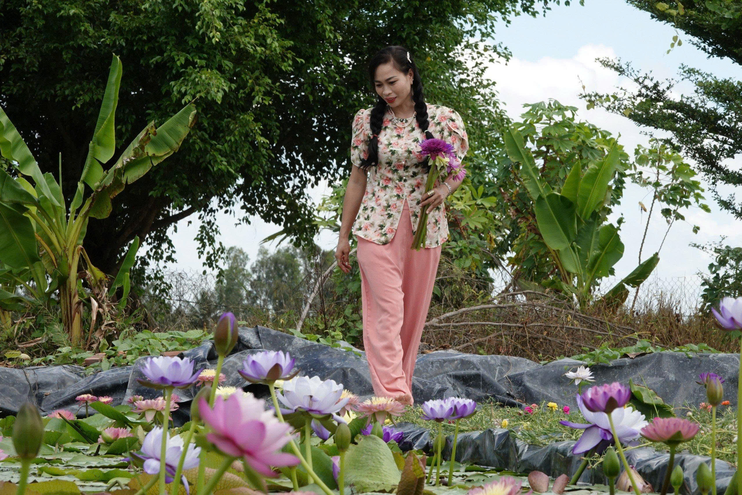 Kinh doanh hoa súng kiểng: Cách phụ nữ Cần Thơ thu lợi triệu đồng mỗi ngày - Ảnh 1. Kinh doanh hoa súng kiểng: Cách phụ nữ Cần Thơ thu lợi triệu đồng mỗi ngày - Ảnh 1.