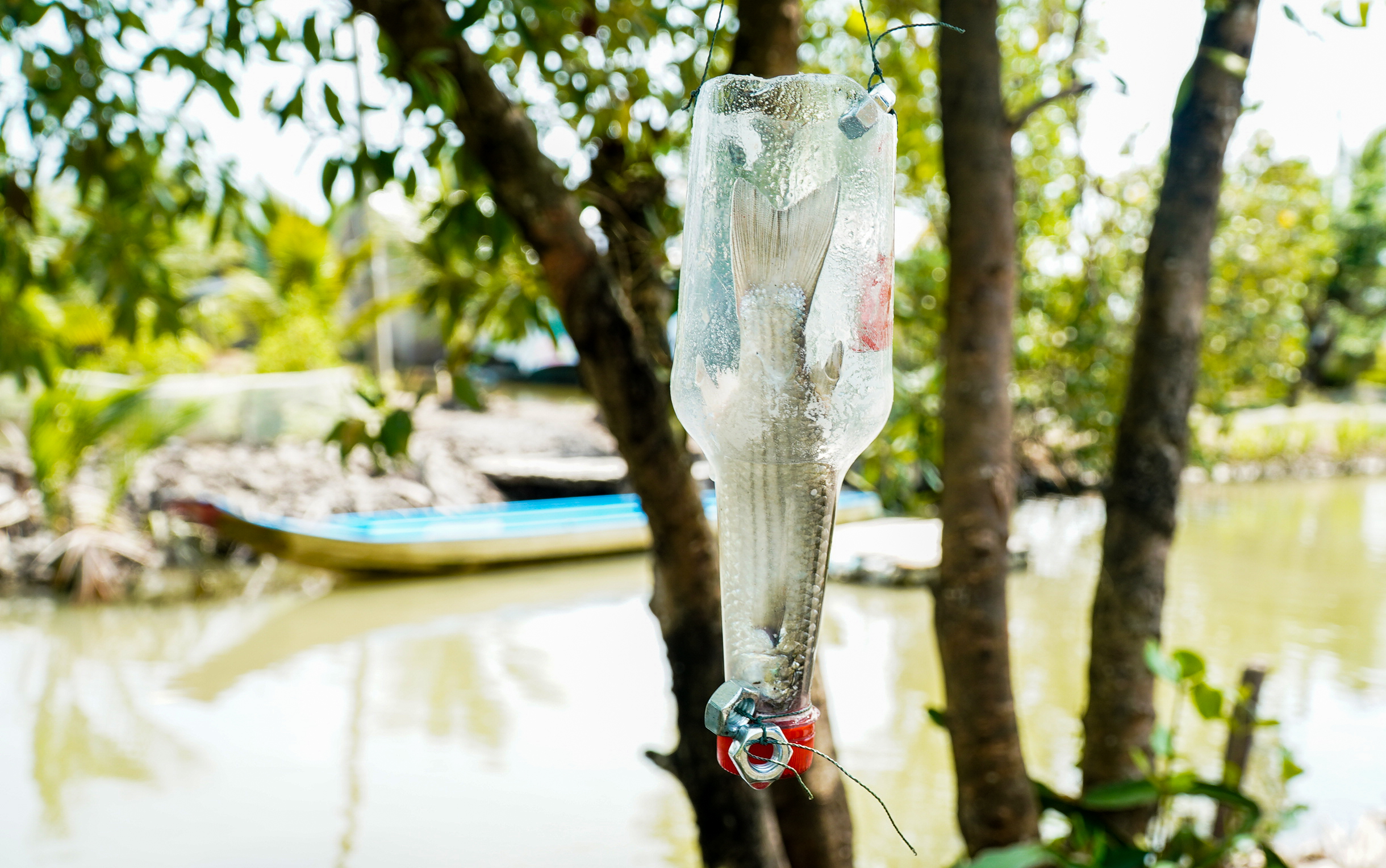 Bí quyết câu cá không cần lưỡi ở Cà Mau 1 câu cá - Ảnh 1.