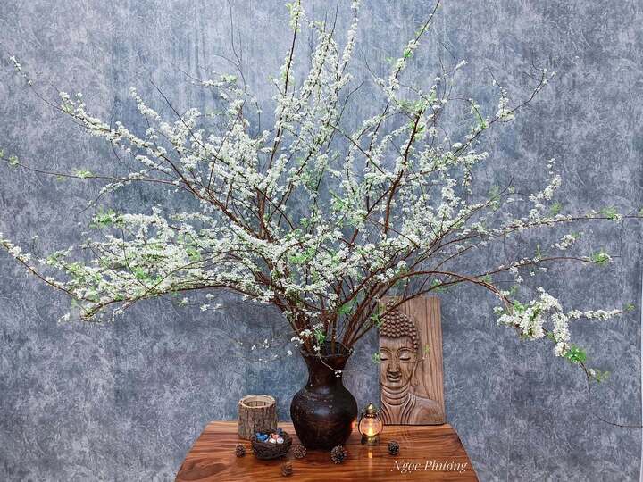 Bí quyết chăm sóc tuyết mai ra hoa đúng Tết Nguyên đán- Ảnh 1.