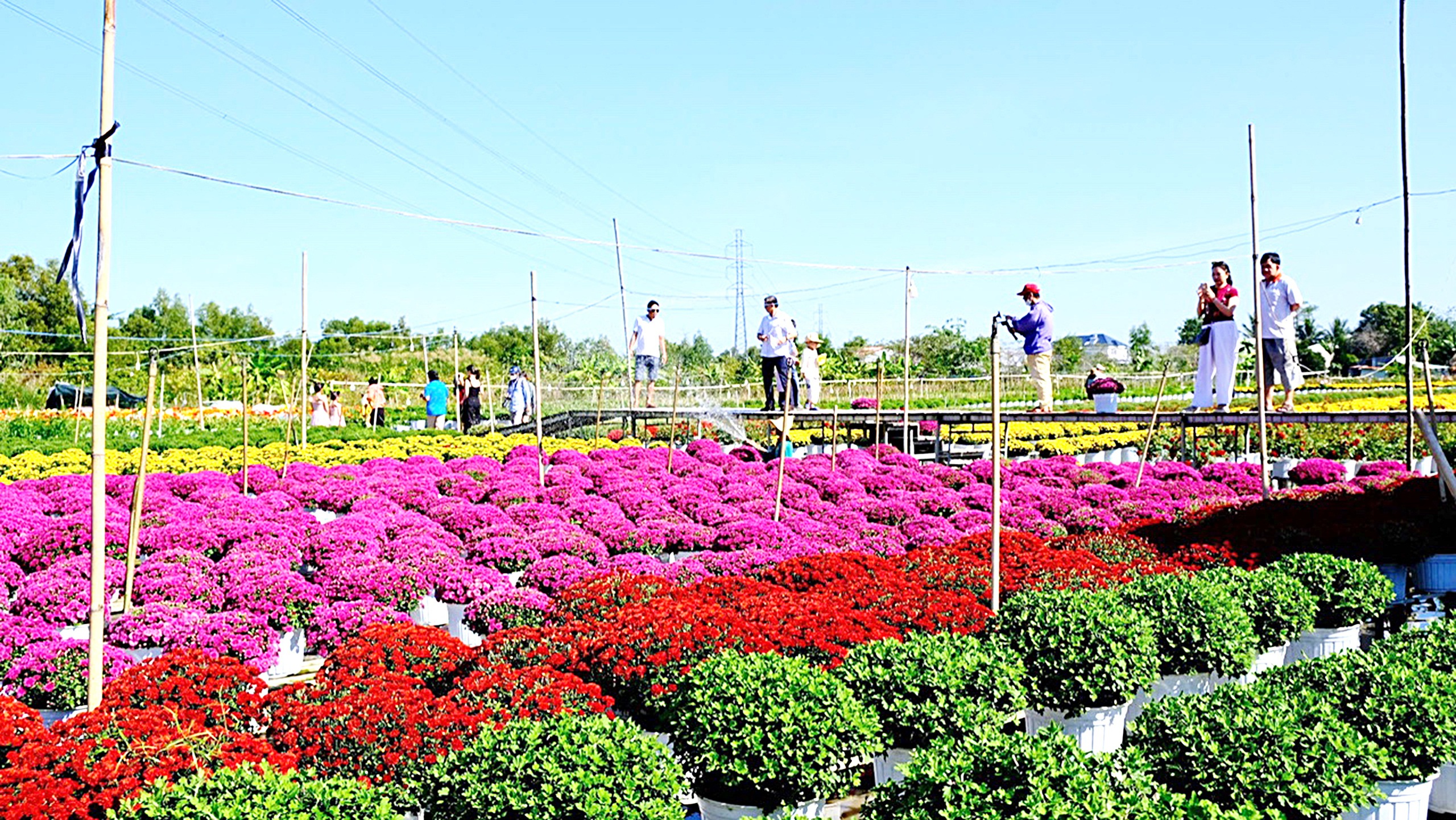 Bí quyết giúp nhà vườn thắng vụ hoa Tết 1 hoa tết - Ảnh 1.