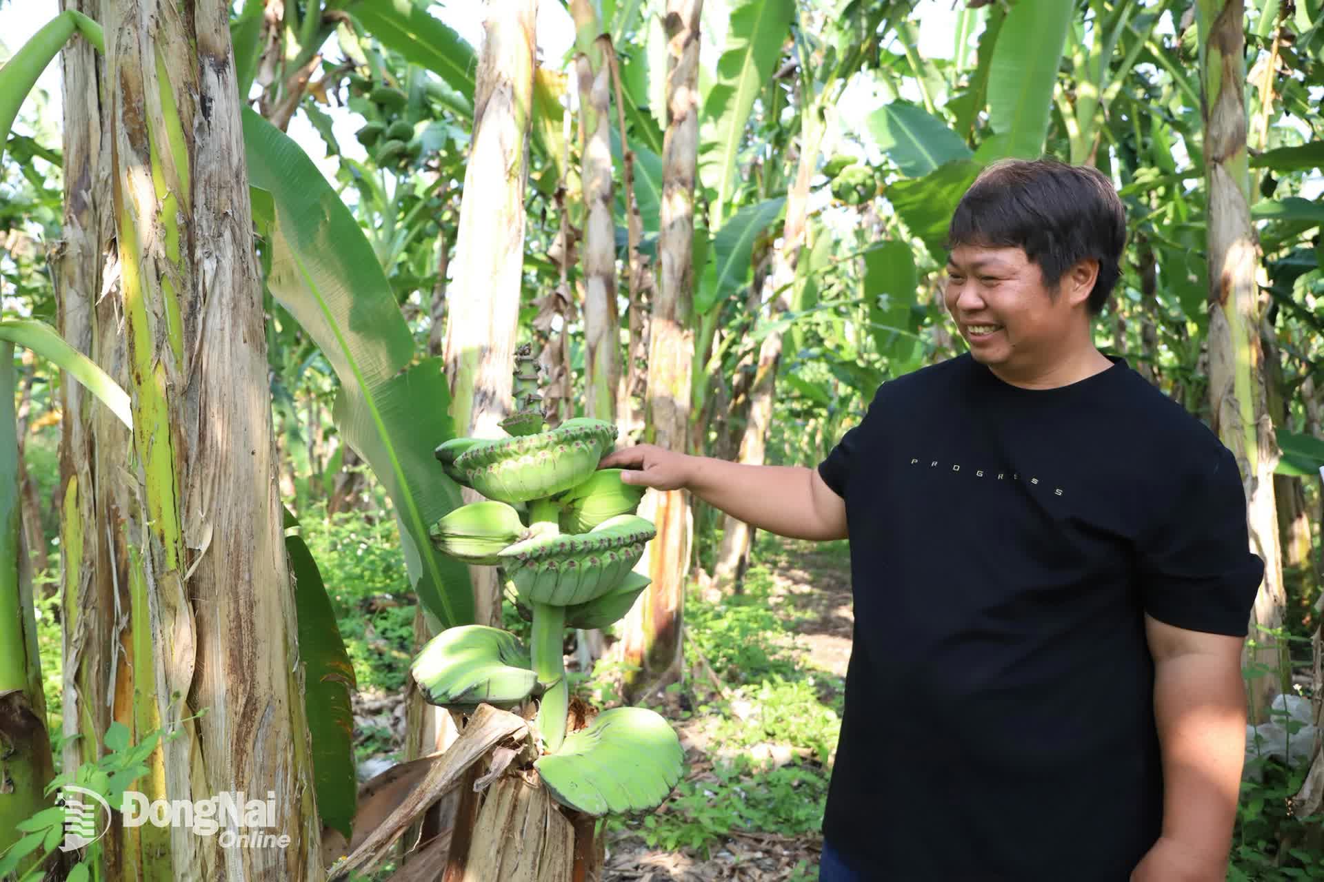 Bỏ tiền mua giống 