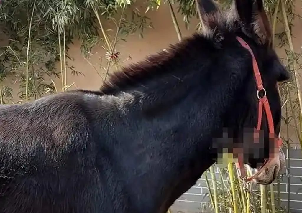 Ngôi làng cổ 600 năm tuổi tại Trung Quốc đổi đời nhờ đóng phim: Cả người và vật nuôi đều thành diễn viên- Ảnh 1.