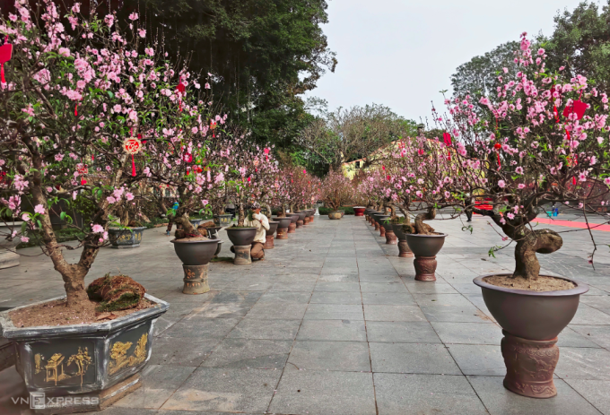 Khoảng 300 gốc đào cổ thụ được trưng bày ở không gian Vườn hoa xuân tại khu vực vườn hoa Tượng đài vua Lý Thái Tổ và Nhà Bát Giác. Ảnh: Thanh Hải