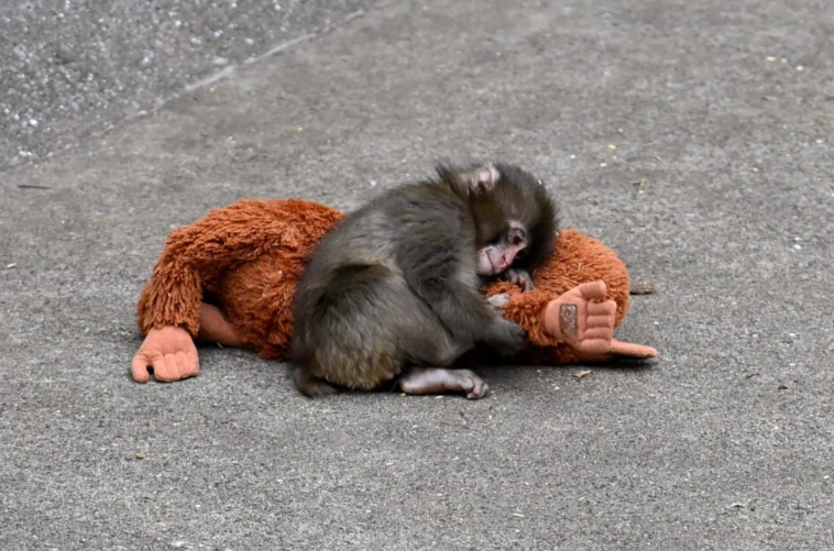 Cái ôm 'gây bão' của chú khỉ Punch khiến thú bông IKEA cháy hàng, giá vọt 16 lần - Ảnh 3.