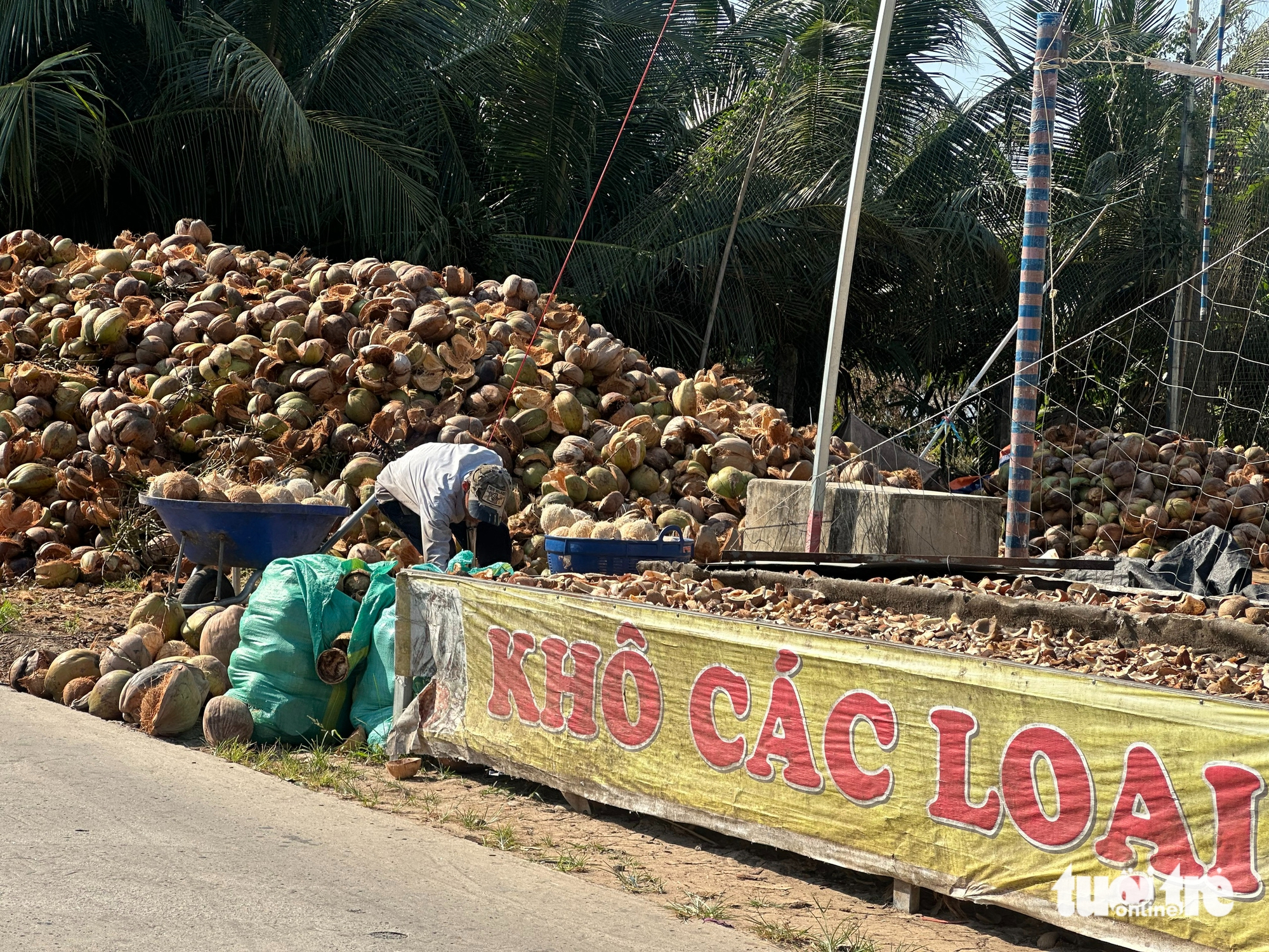 Cận Tết, giá dừa lao dốc, nhà vườn An Giang kêu trời 1 giá dừa - Ảnh 1.