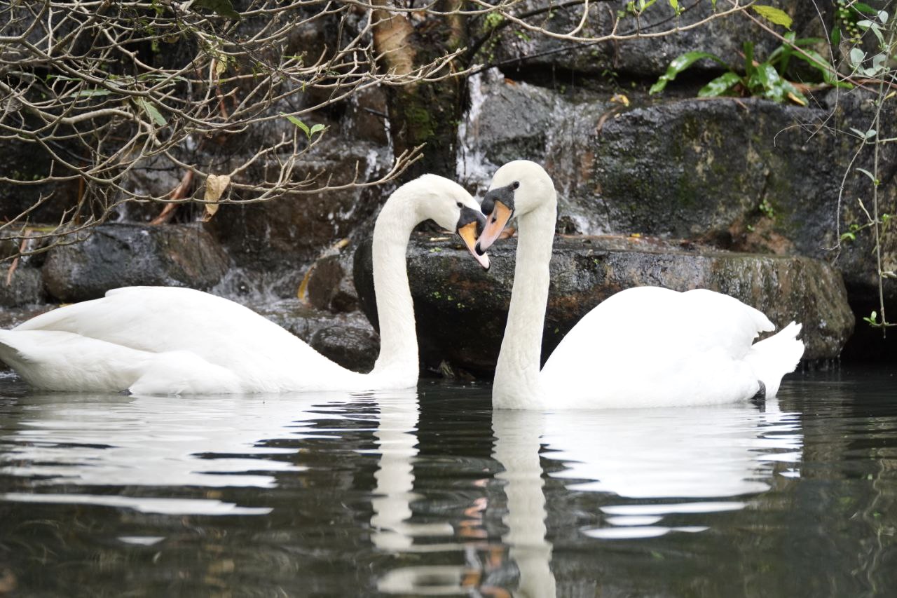 Cặp thiên nga trắng Dương - Hảo ở Thảo Cầm Viên tái hợp sau biến cố bị 