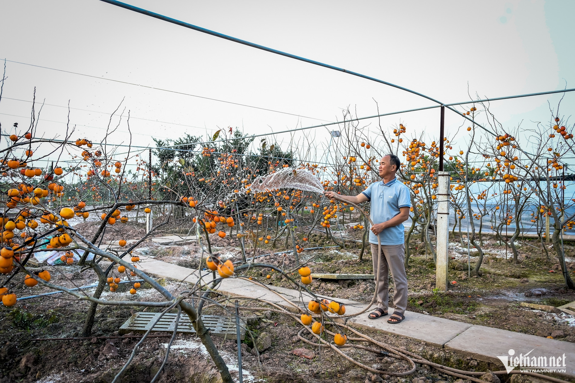 Cây hồng cổ 100 năm tuổi ở Ninh Bình được trả giá 500 triệu đồng - Ảnh 1.