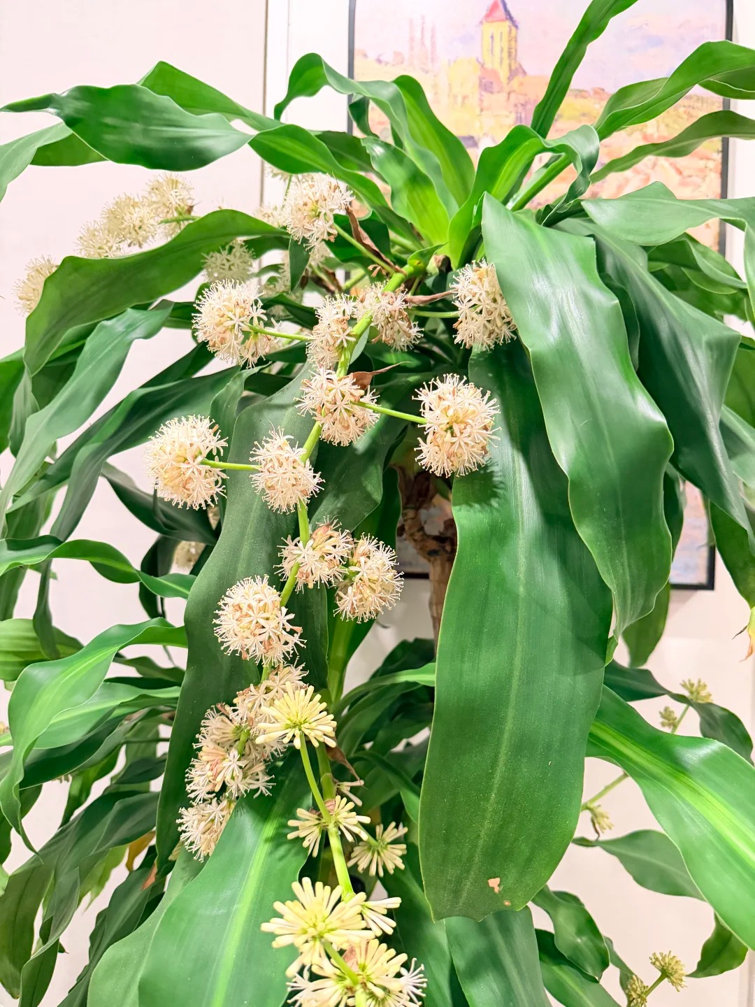 Trồng cả chục năm mới nở một lần: Cây thiết mộc lan bất ngờ trổ hoa thơm ngát giữa đêm và 4 điềm báo hưng vượng cho gia chủ- Ảnh 2.