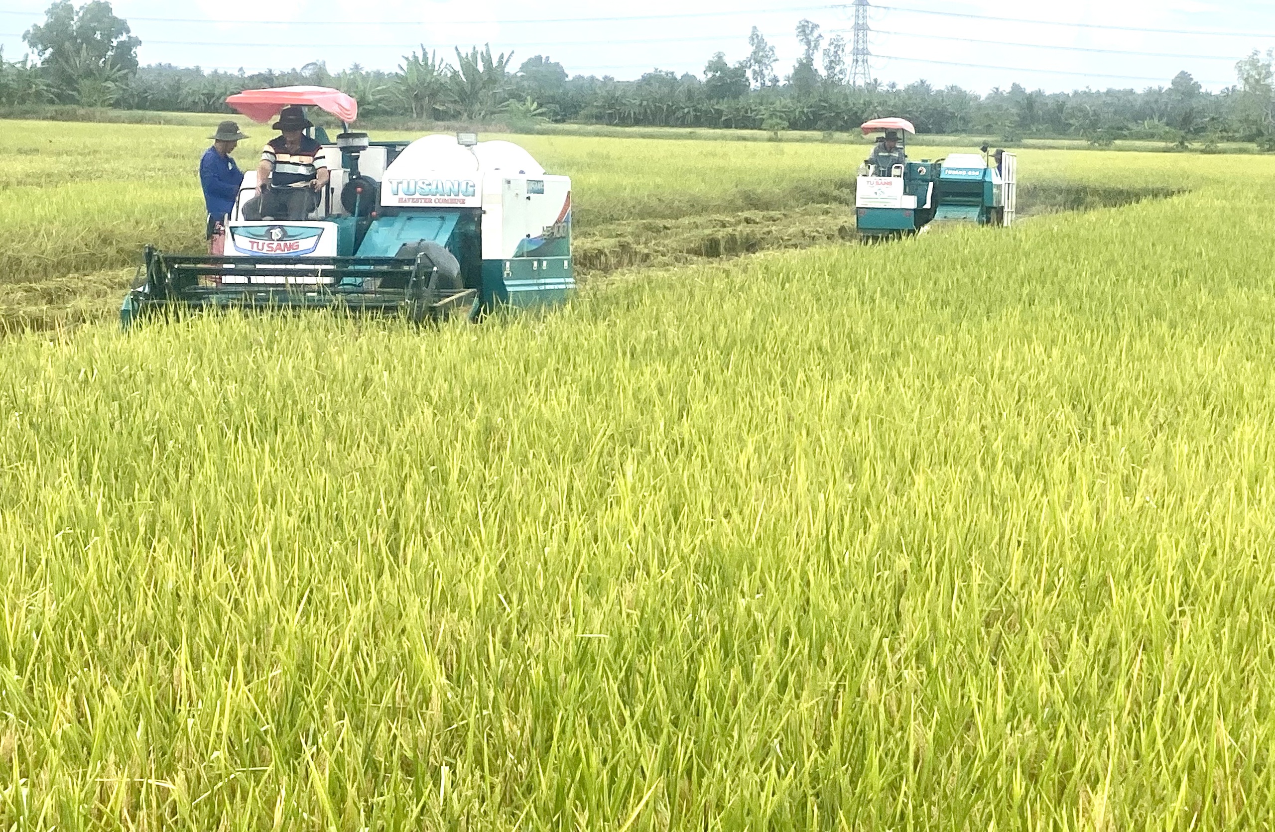 GẠO ST25 - Ảnh 3.