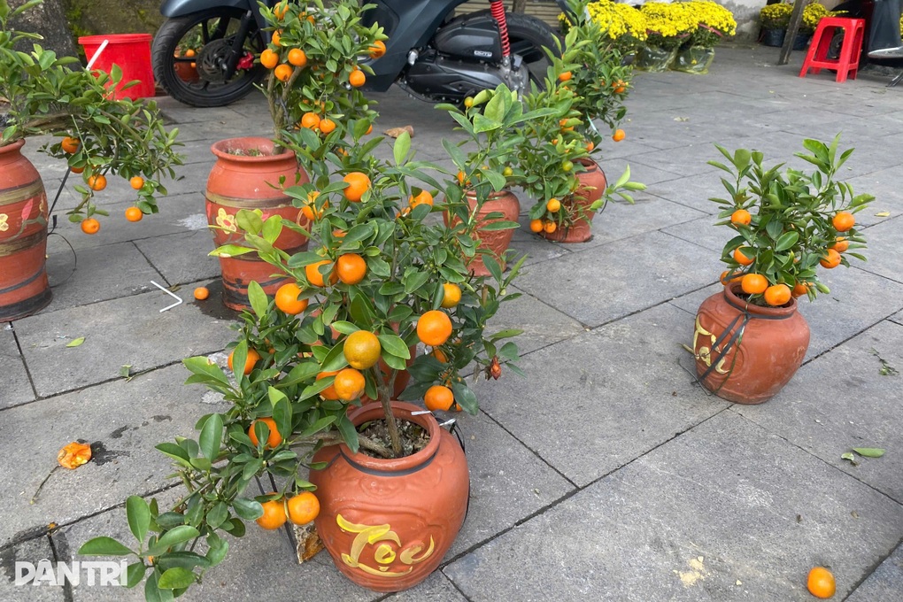 Chợ hoa 29 Tết: Đào quất xả lỗ 100.000 đồng, người bán mong về sớm - 1