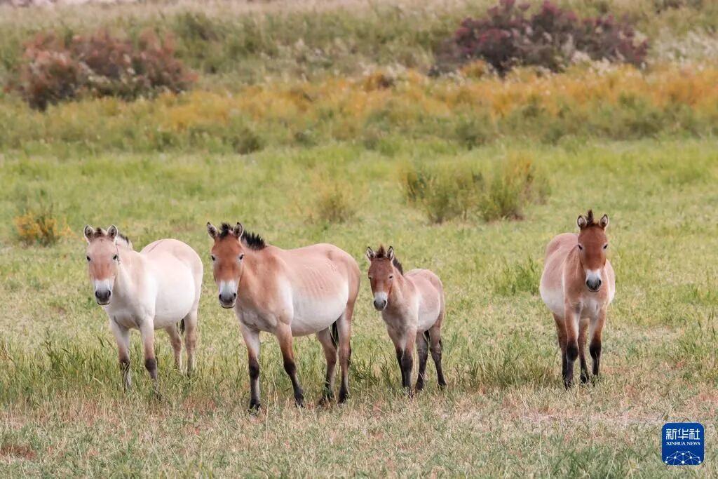 Bí ẩn giật mình phía sau kiếp làm thuê của loài ngựa: Chúng biết đọc tâm trí con người!- Ảnh 2.