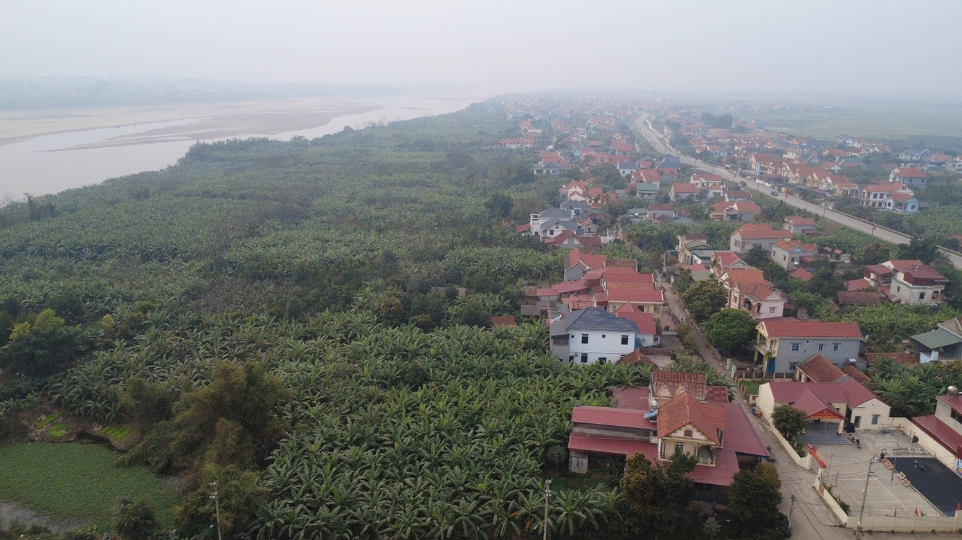 Chuối tiêu vào vụ Tết, buồng đẹp có giá tiền triệu- Ảnh 1.