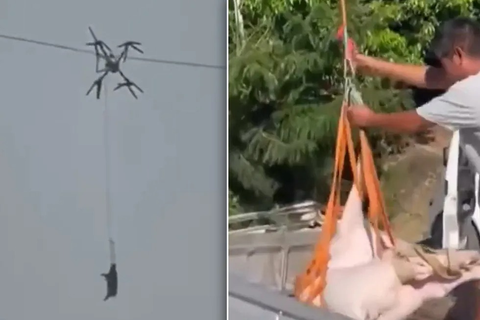 Con lợn biết bay khiến cả làng mất điện- Ảnh 2.