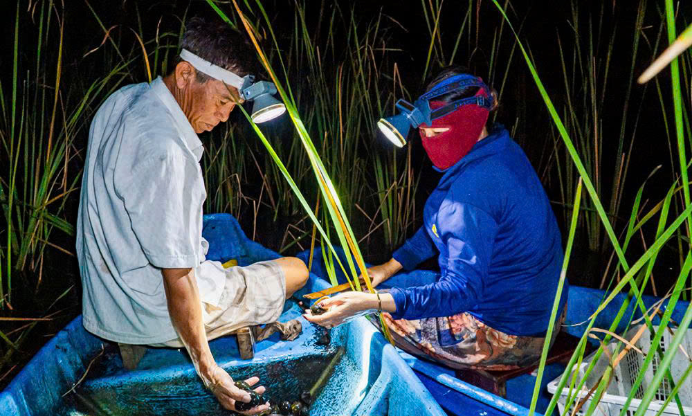 ốc bươu vàng - Ảnh 1.