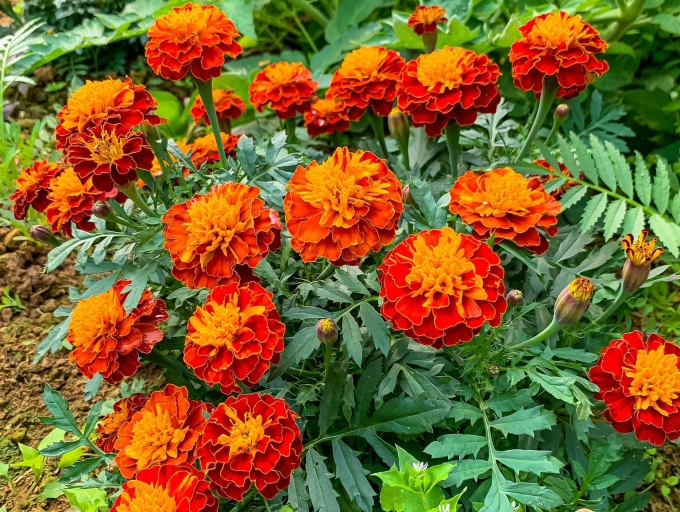 Hoa cúc vạn thọ có thể dùng làm bài thuốc hỗ trợ trị ho, không có tác dụng chữa các bệnh về đường hô hấp như cúm, bệnh do RSV... Ảnh: Minh An