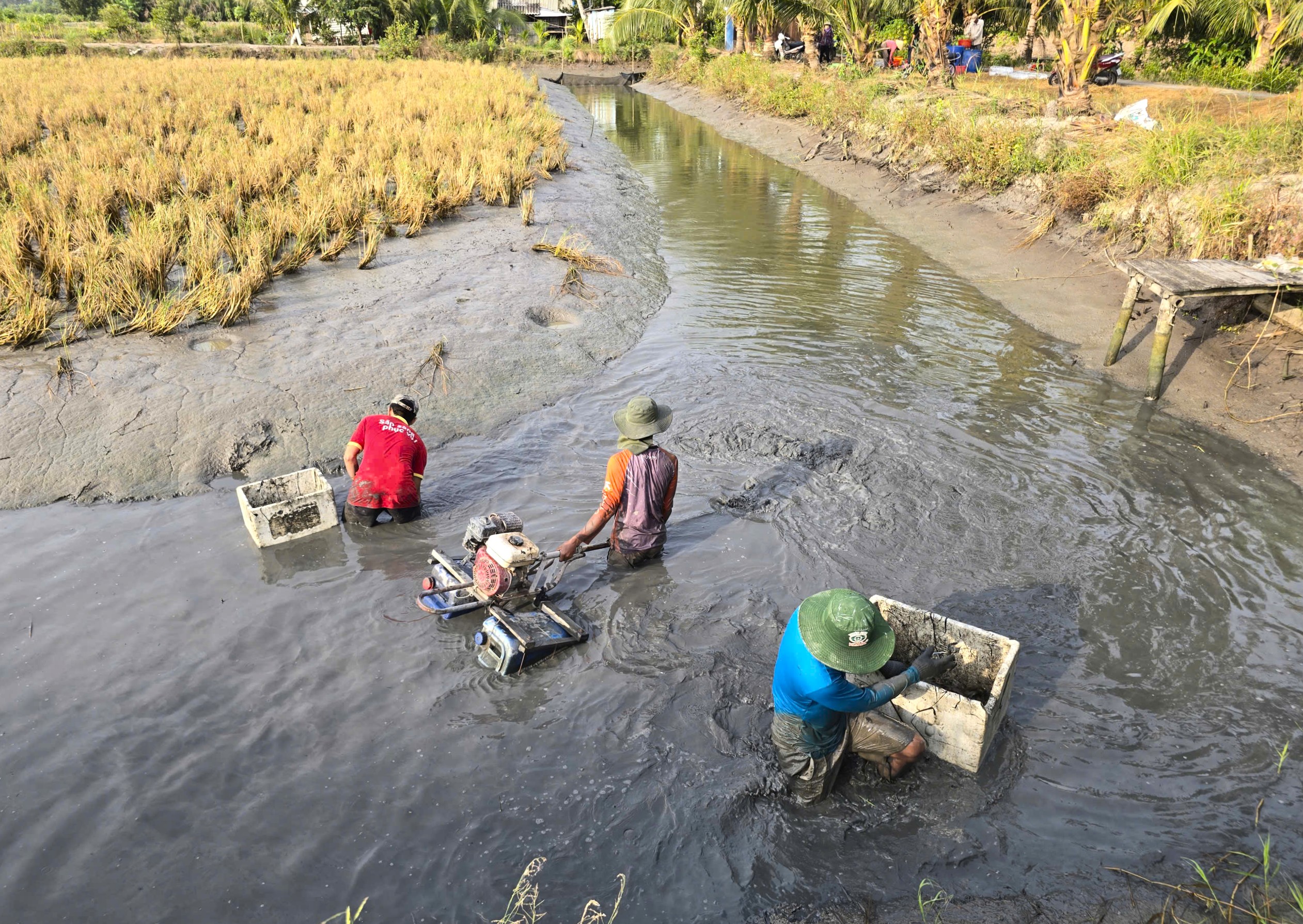 Nông dân Biển Bạch trúng lớn mùa lúa tôm, phấn khởi đón tết- Ảnh 2. Nông dân Biển Bạch trúng lớn mùa lúa tôm, phấn khởi đón tết- Ảnh 2.
