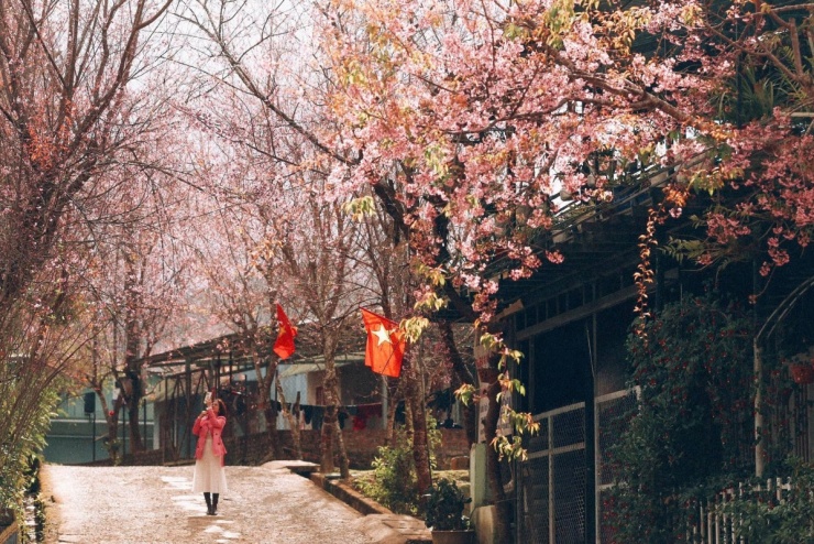 Đà Lạt vào mùa hoa mai anh đào 'đẹp nhất trong nhiều năm' - 1