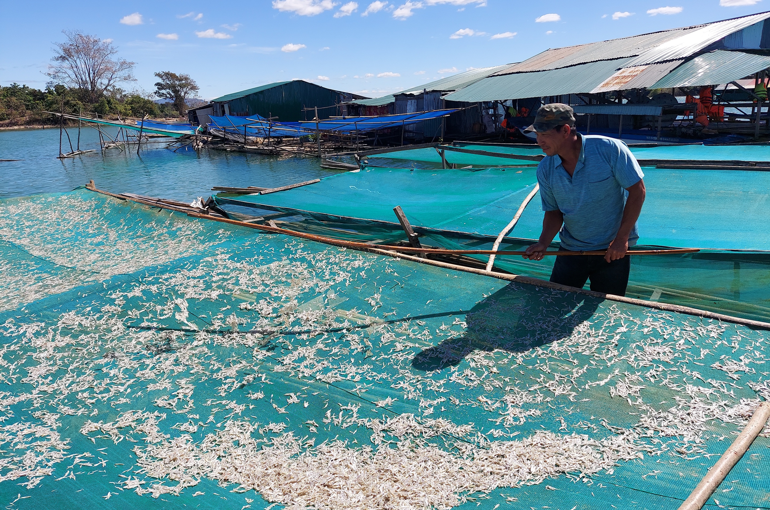 Đặc sản bánh tráng cá cơm sông Sê San: Hương vị độc đáo vùng biên viễn - Ảnh 1.
